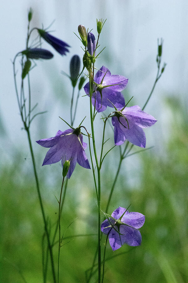 Flower Photograph - Blooming Harebells by Jay Vossen