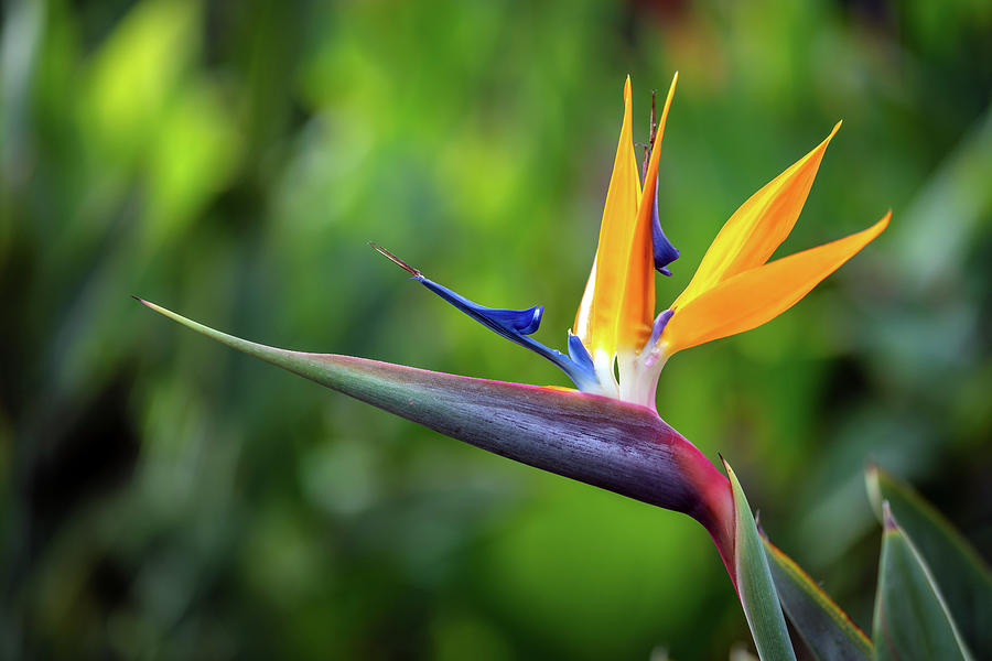 Blooming Hawaiian Dreams, Bird Of Paradise In Maui Photograph