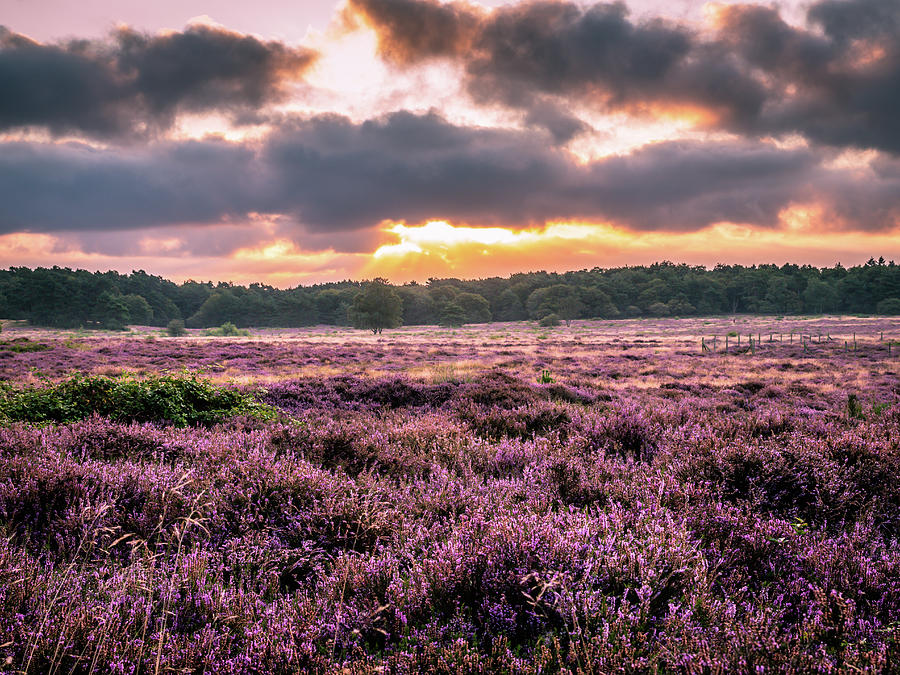 Blooming heather at sunrise Photograph by Tosca Weijers