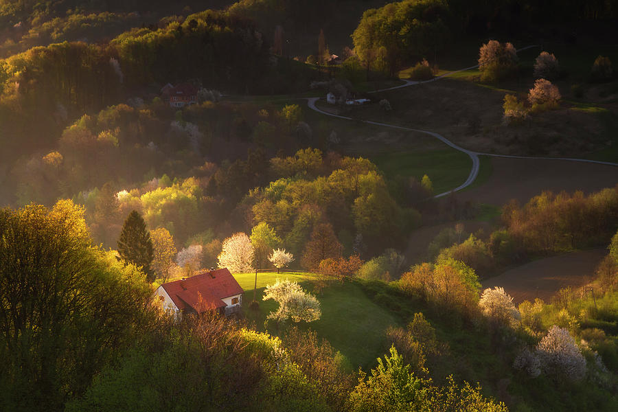 Tree Photograph - Blooming hills by Piotr Skrzypiec