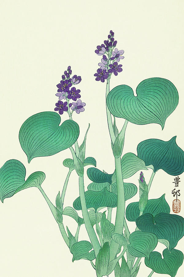 Ohara Koson Painting - Blooming hosta by Ohara Koson