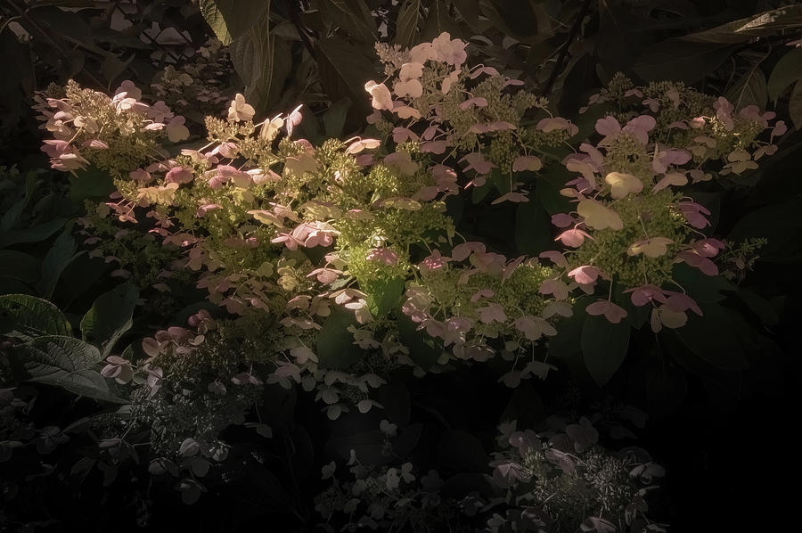 Blooming Hydrangea Photograph