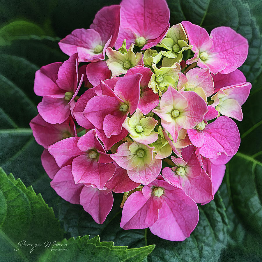 Blooming Hydrangea Photograph by George Moore