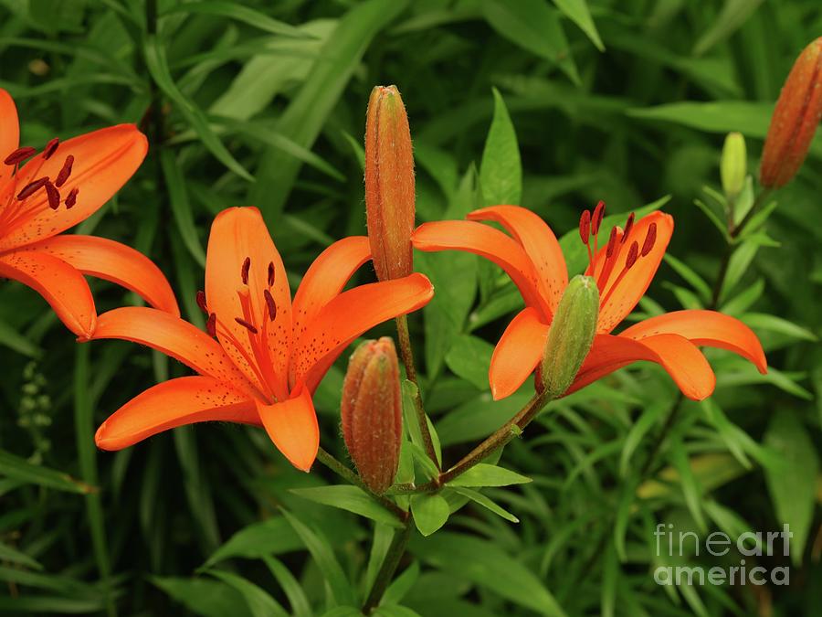 Blooming In Orange Photograph
