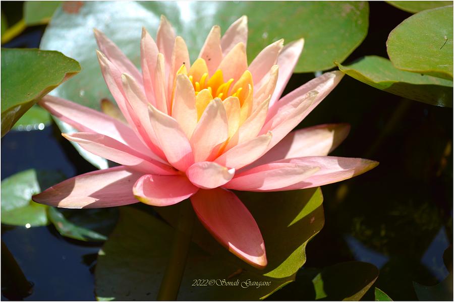 Blooming in Water Photograph by Sonali Gangane - Fine Art America