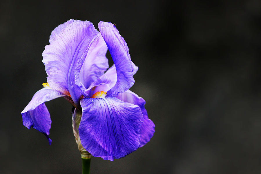Blooming Iris Photograph by Gregoria Gregoriou Crowe fine art and creative photography.