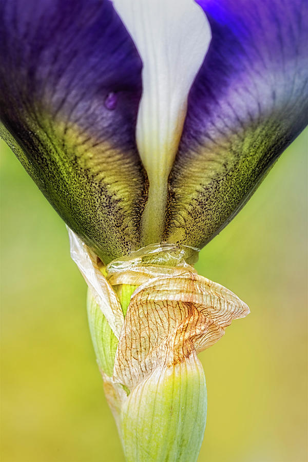 Blooming Iris Photograph by Susan Candelario