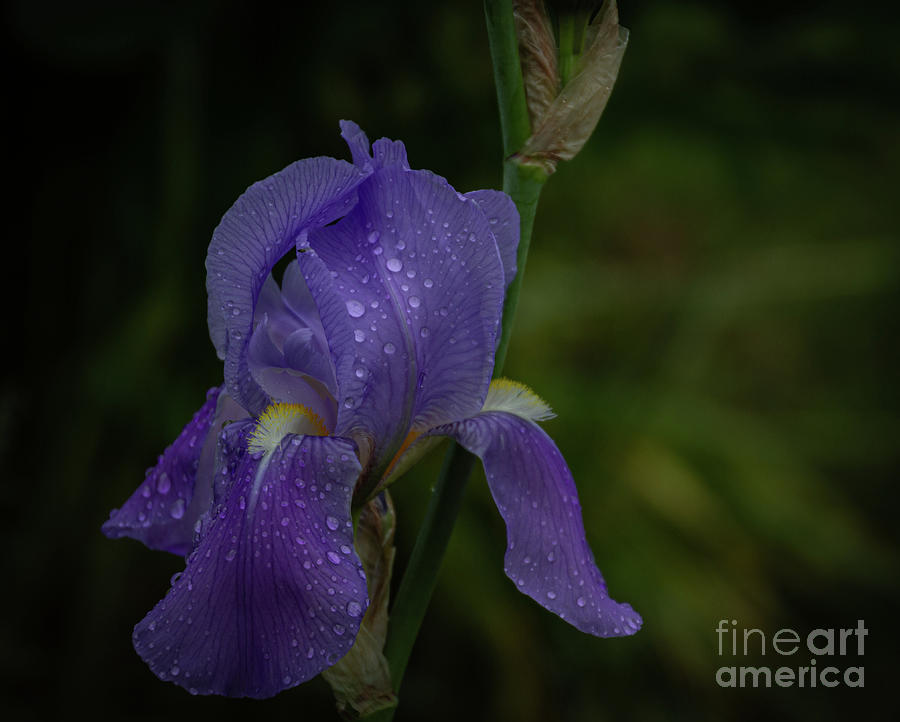 Blooming Iris Photograph by William Norton