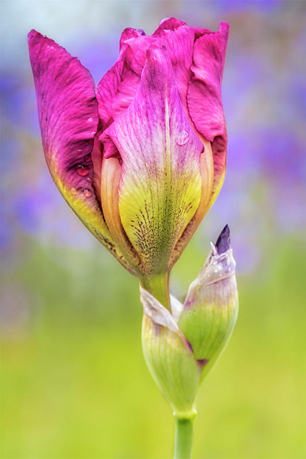 Blooming Irises  Photograph by Susan Candelario