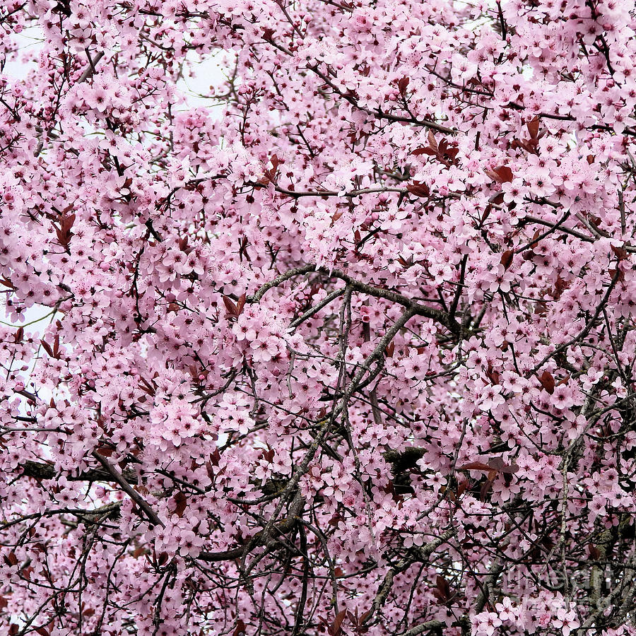 Blooming Japanese Cherry Tree Photograph by Scott Cameron