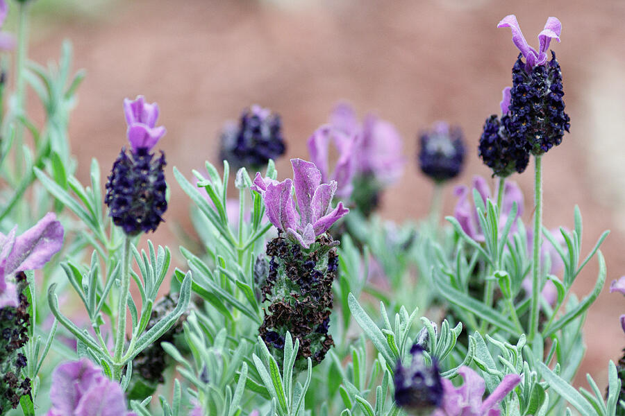 Blooming Lavender Photograph by Amelia Pearn Blooming Lavender Photograph by Amelia Pearn