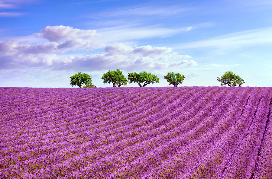 Blooming lavender and trees on the top of the hill. Provence, Fr Photograph by Stefano Orazzini