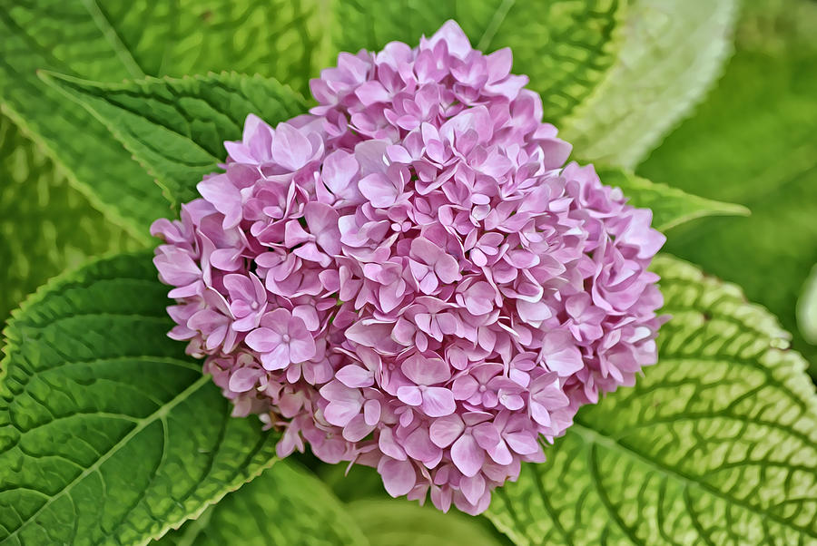 Blooming Lavender Purple Hydrangea Puff Photograph by Gaby Ethington