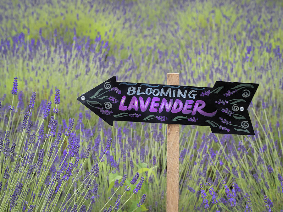 Blooming Lavender this way Photograph by Sylvia Goldkranz