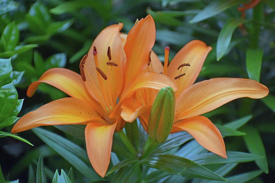 Blooming Lilies Photograph by Roberta Byram Blooming Lilies Photograph by Roberta Byram