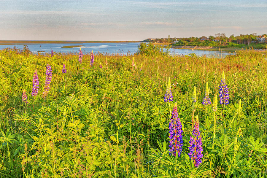 Blooming Lupines at Fort Hill Cape Cod Massachusetts Photograph by Juergen Roth