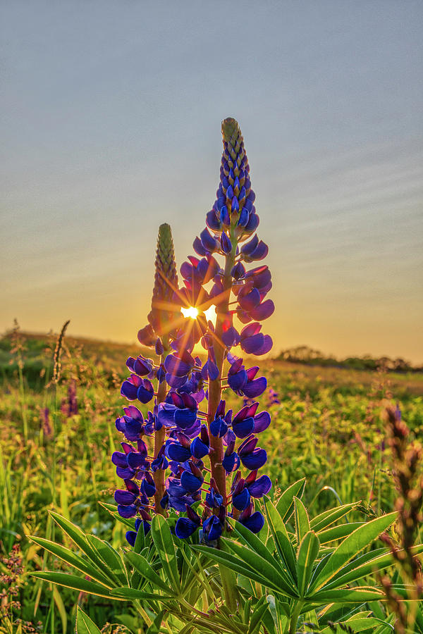 Blooming Lupines on Cape Cod at Fort Hill  Photograph by Juergen Roth