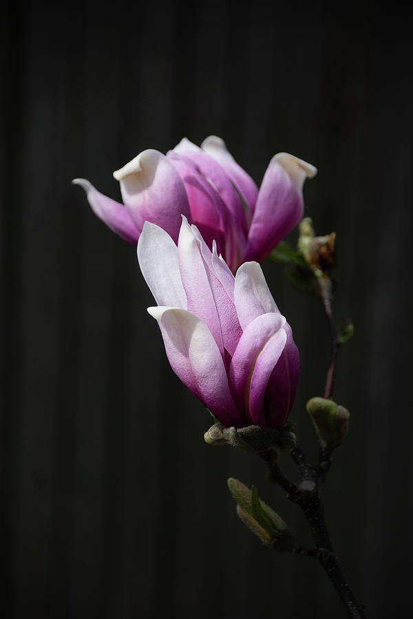 Blooming Magnolia Duo Photograph by Julie Palencia