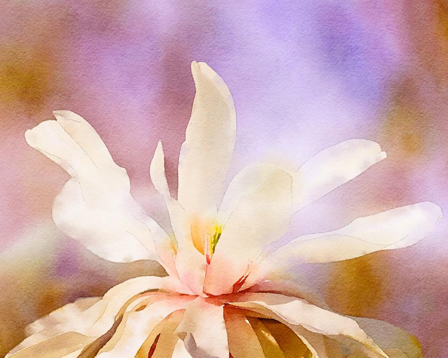 Blooming Magnolia Watercolor Mixed Media by Susan Rydberg