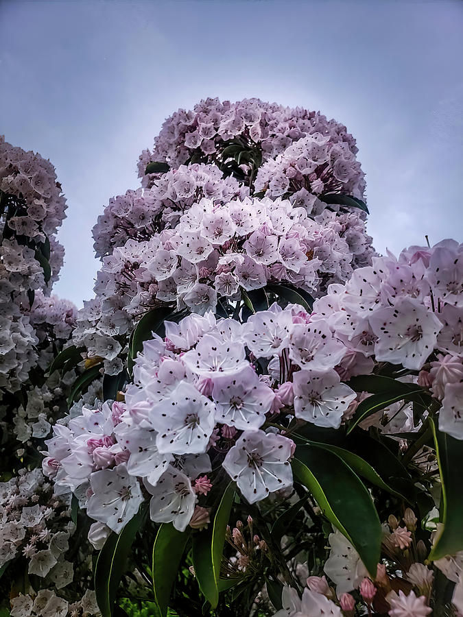 Blooming Mountain Laurel Photograph