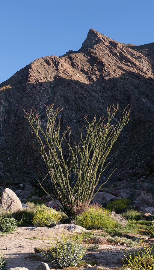 San Diego Photograph - Blooming Ocotillo and Palm Canyon Peak by William Dunigan