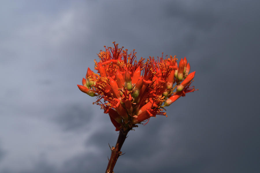 Blooming Ocotillo Flower Photograph by Chance Kafka