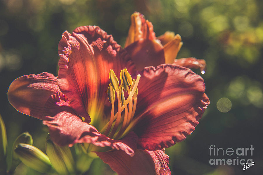 Blooming Orange Day Lily Photograph