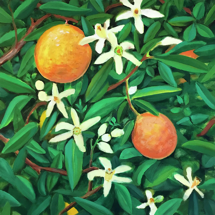 orange blossom tree