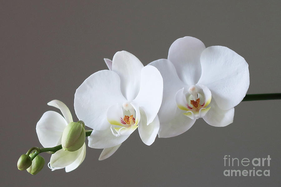 Blooming Orchid Photograph by Ann Horn