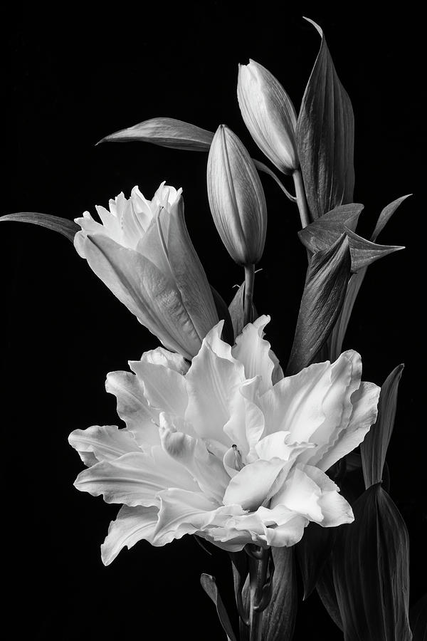 Blooming Oriental Lily In Black And White Photograph by Garry Gay ...