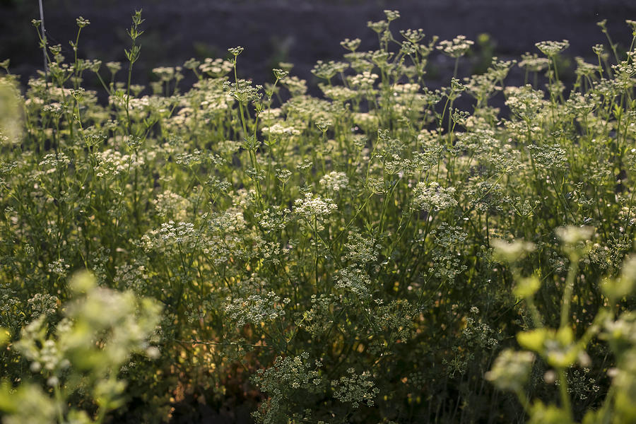 Blooming parsley in the garden Photograph by ©Tasty food and photography Blooming parsley in the garden Photograph by ©Tasty food and photography