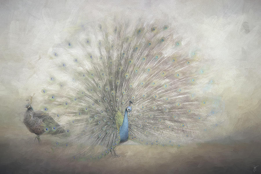 Blooming Peacock in Silver Painting by Jai Johnson