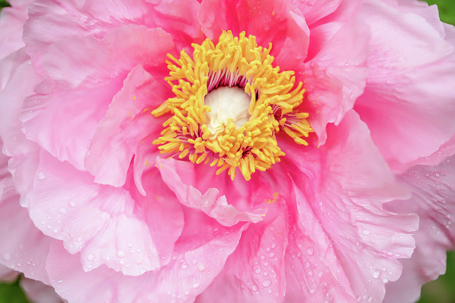 Blooming peony with rain drops Photograph by Karen Foley