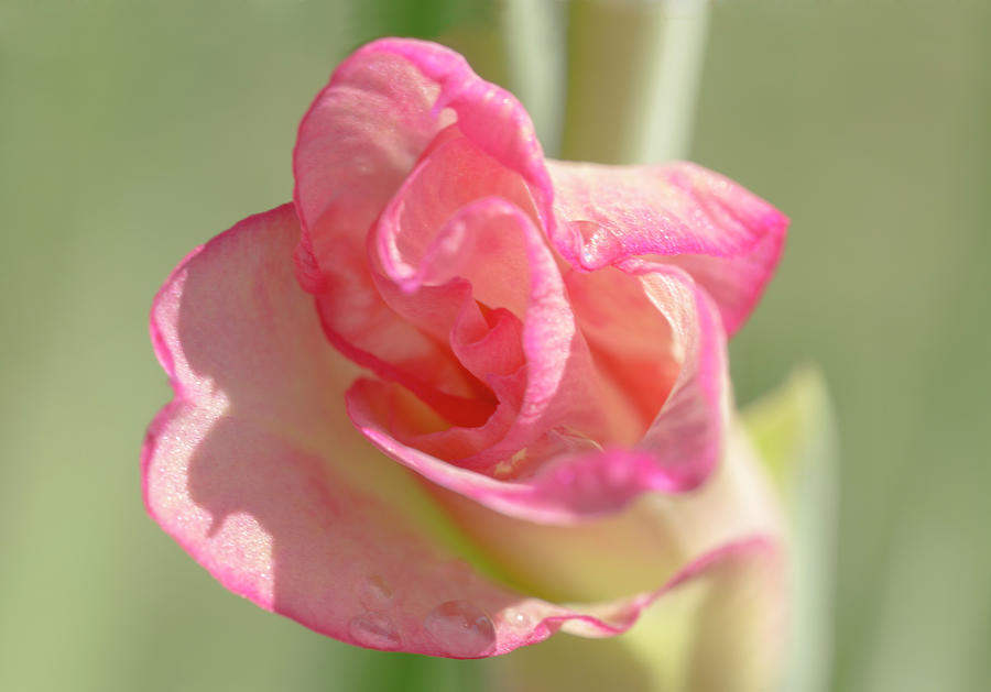 Blooming  Pink Gadiolus Photograph by Iris Richardson
