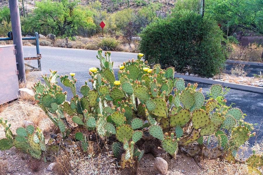 Blooming Prickly Pear at Pima Trailhead Photograph by Tom Cochran