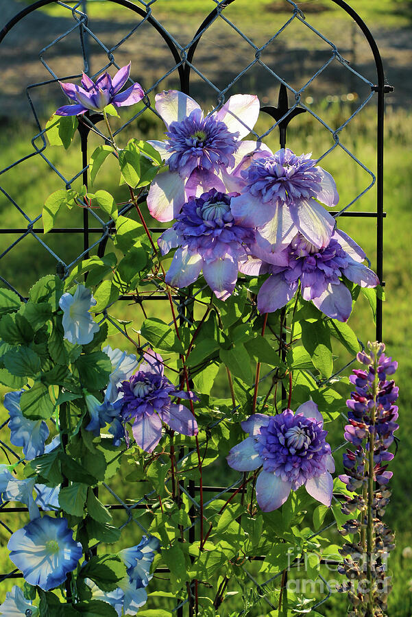 Blooming Purple Clematis  Photograph by Sandra Huston