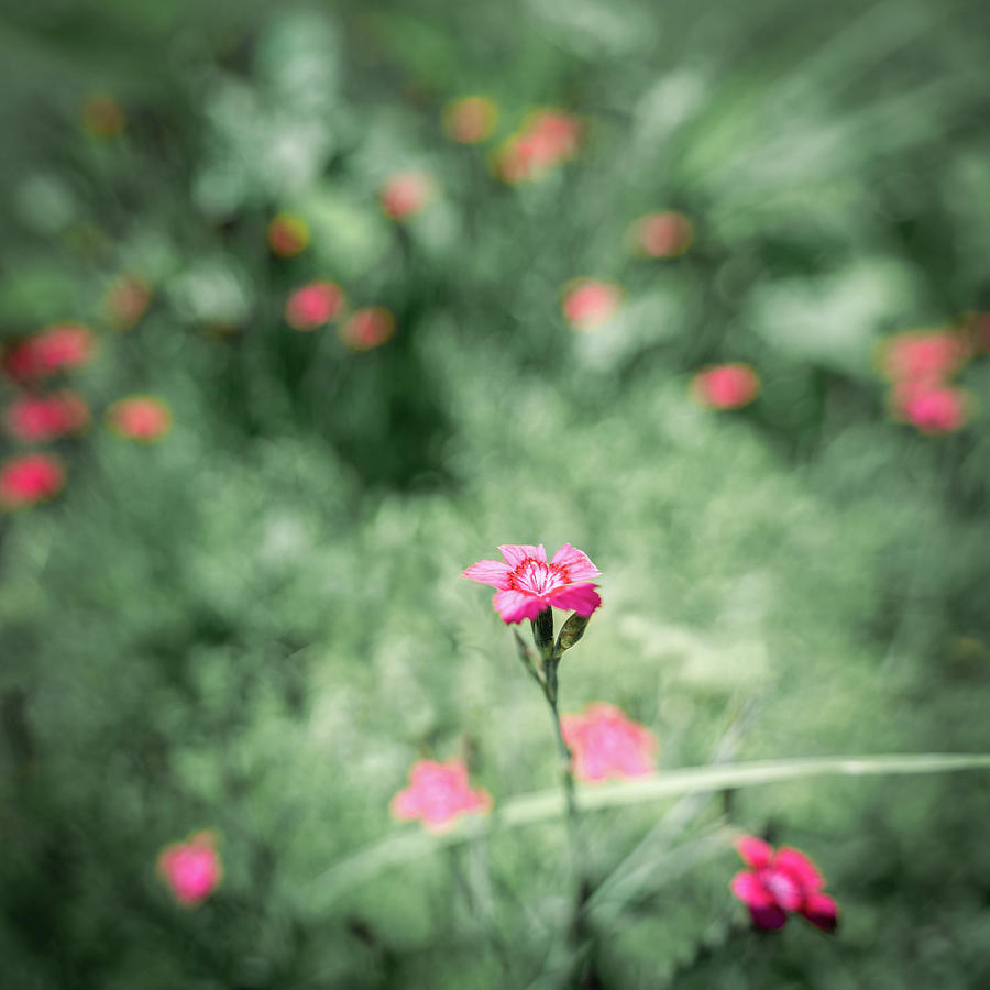 Blooming purple flower detail on blurry background Photograph by Peter Kolejak