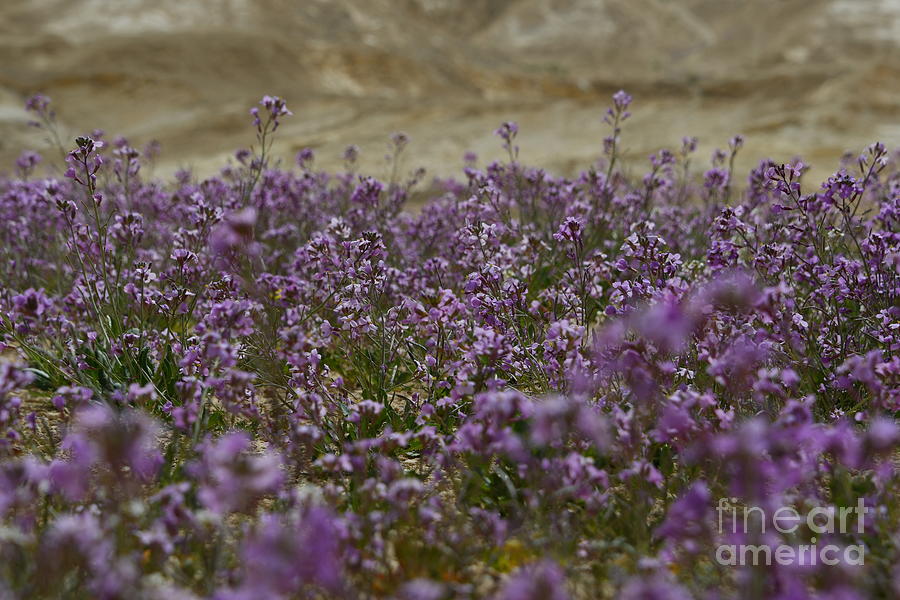 Blooming Purple Matthiola aspera r3  Photograph by Yotam Jacobson