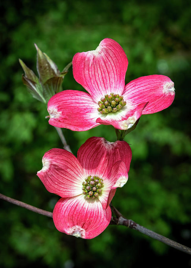 Blooming Red Dogwood Photograph by Carolyn Derstine