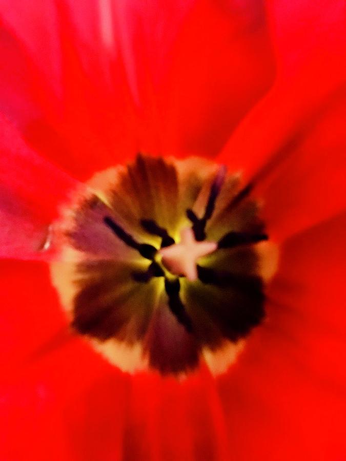 Blooming Red Photograph by Laura Jaffe