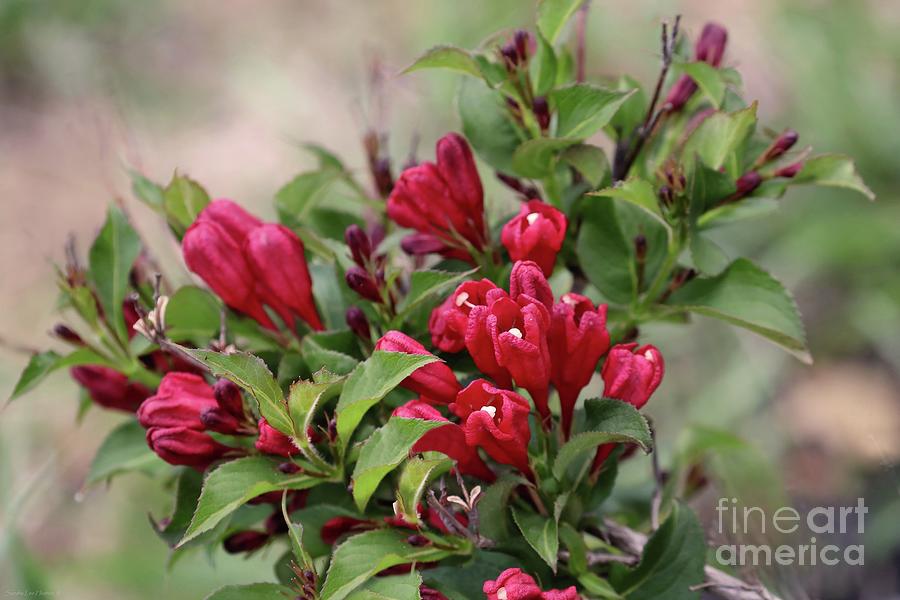 Blooming Red Weigela Photograph by Sandra Huston