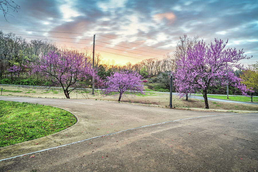 Blooming Redbuds Along Bentonville Trails At Sunset Photograph by Gregory Ballos Blooming Redbuds Along Bentonville Trails At Sunset Photograph by Gregory Ballos
