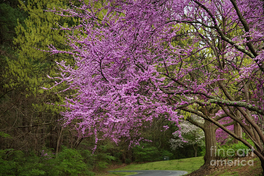 Blooming Redbuds  Photograph by Amy Dundon