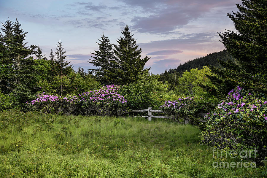Mountain Photograph - Blooming Rhodedendrons at Sunset at Carvers Gap by John Arnaldi