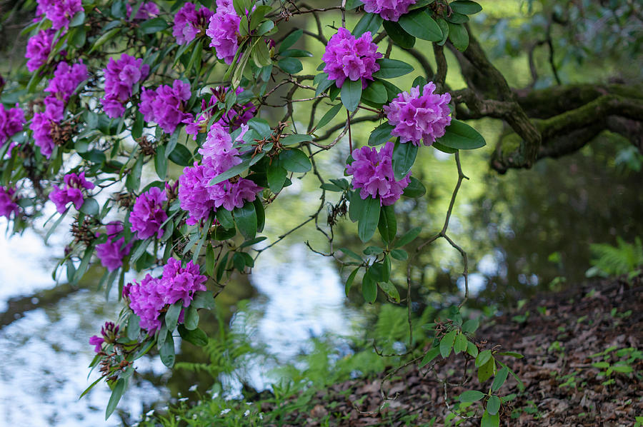 Blooming Rhododendron over Water Stream Photograph by Jenny Rainbow