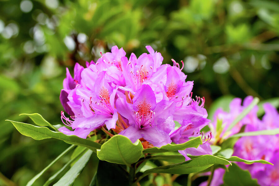 Blooming Rhododendron Photograph by Tanya C Smith