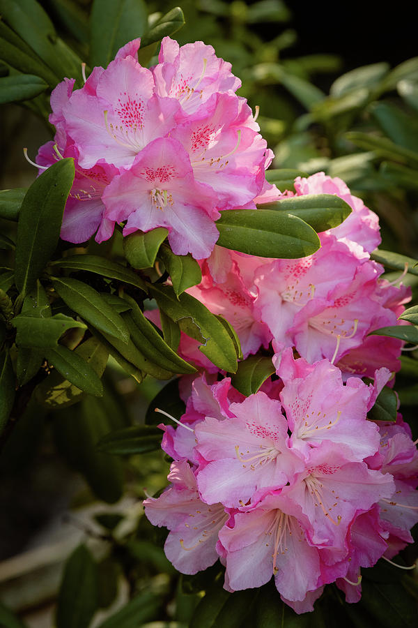 Spring Photograph - Blooming Rhododendrons 1 by Joni Eskridge