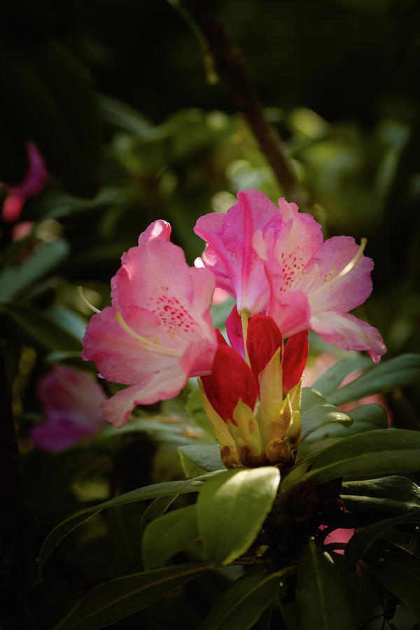 Spring Photograph - Blooming Rhododendrons 2 by Joni Eskridge