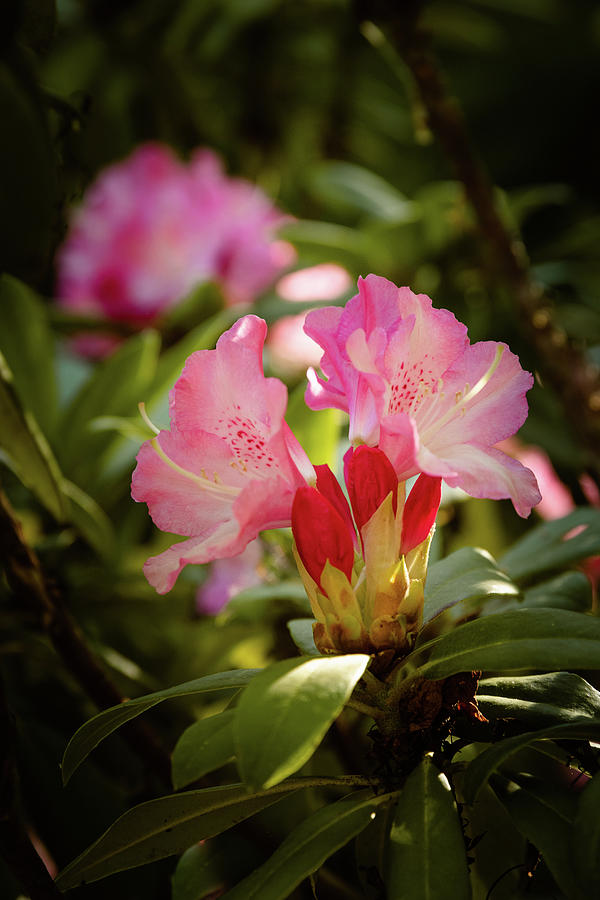 Blooming Rhododendrons 3 Photograph by Joni Eskridge