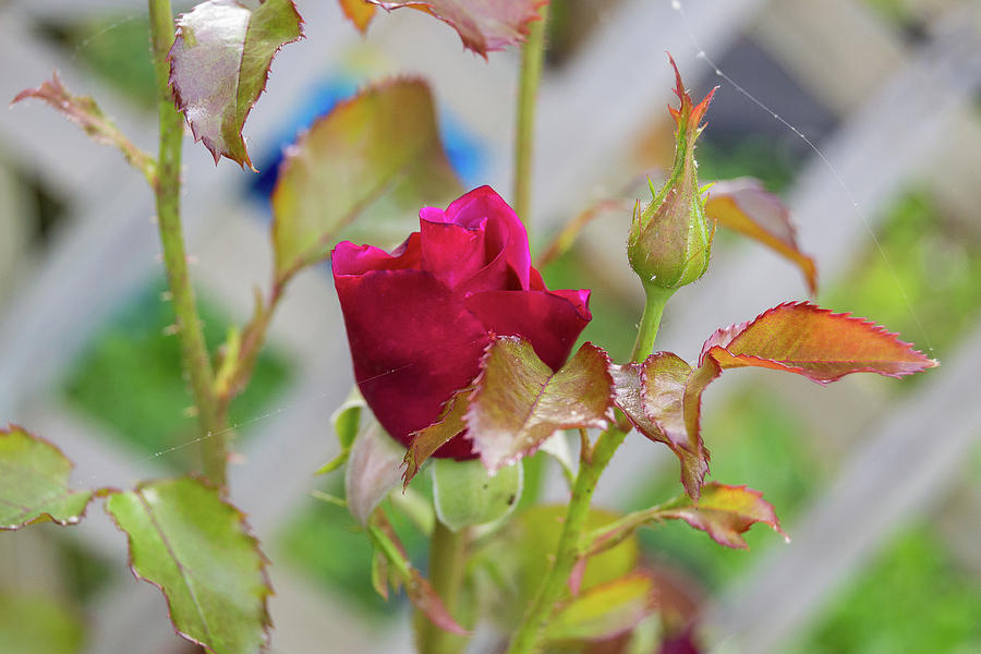 Blooming Rose Buds Photograph by Heather Bettis